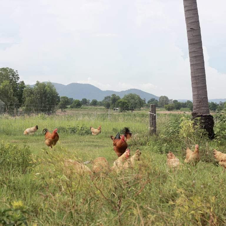 Organic Whole Chicken - Native Breed